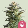 Royal Queen Seeds Amnesia Haze, feminized (Balení 10 ks)