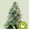 Royal Queen Seeds Amnesia Haze Automatic, feminized autoflowering (Balení 10 ks)