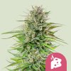 Royal Queen Seeds Blue Cheese, feminized (Balení 10 ks)