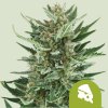 Royal Queen Seeds Blue Cheese Automatic, feminized autoflowering (Balení 10 ks)