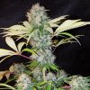 Royal Queen Seeds Bubble Kush, feminized (Balení 10 ks)