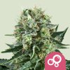 Royal Queen Seeds Bubble Kush, feminized (Balení 10 ks)