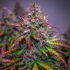 Royal Queen Seeds Bubble Kush Automatic, feminized autoflowering (Balení 10 ks)