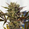 Royal Queen Seeds Blue Mystic, feminized (Balení 10 ks)