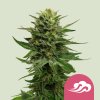 Royal Queen Seeds Blue Mystic, feminized (Balení 10 ks)
