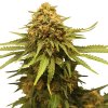 Royal Queen Seeds Critical, feminized (Balení 10+10 ZDARMA)