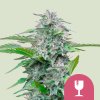 Royal Queen Seeds Critical, feminized (Balení 10+10 ZDARMA)