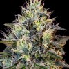 Royal Queen Seeds Cookies Gelato, feminized (Balení 10 ks)
