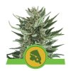 Royal Queen Seeds Royal Cheese Automatic, feminized autoflowering (Balení 10 ks)