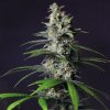 Royal Queen Seeds Chocolate Haze, feminized (Balení 10 ks)
