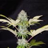 Royal Queen Seeds Critical Kush, feminized (Balení 10 ks)