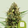 Royal Queen Seeds Diesel Automatic, feminized autoflowering (Balení 10 ks)