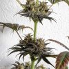 Royal Queen Seeds Dance World, CBD feminized (Balení 10 ks)