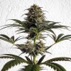Royal Queen Seeds Dance World, CBD feminized (Balení 10 ks)