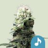 Royal Queen Seeds Dance World, CBD feminized (Balení 10 ks)