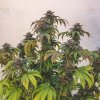 Royal Queen Seeds Euphoria, CBD feminized (Balení 10 ks)
