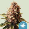 Royal Queen Seeds Euphoria, CBD feminized (Balení 10 ks)
