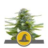 76449 royal queen seeds exotic witch regular