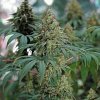 Royal Queen Seeds Fat Banana, feminized (Balení 10 ks)