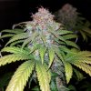 Royal Queen Seeds Fat Banana, feminized (Balení 10 ks)