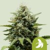 Royal Queen Seeds Fat Banana Automatic, feminized autoflowering (Balení 10 ks)