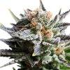 Royal Queen Seeds Fruit Spirit, feminized (Balení 10 ks)