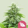 Royal Queen Seeds Fruit Spirit, feminized (Balení 10 ks)