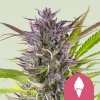 Royal Queen Seeds Green Gelato, feminized (Balení 10 ks)