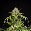 Royal Queen Seeds Green Gelato Automatic, feminized autoflowering (Balení 10 ks)