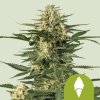 Royal Queen Seeds Green Gelato Automatic, feminized autoflowering (Balení 10 ks)