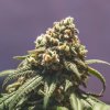 Royal Queen Seeds Green Crack Punch, feminized (Balení 10 ks)