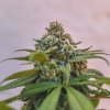 Royal Queen Seeds Green Crack Punch, feminized (Balení 10 ks)