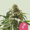 Royal Queen Seeds Green Crack Punch, feminized (Balení 10 ks)