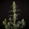 Royal Queen Seeds Hulkberry Automatic, feminized autoflowering (Balení 10 ks)
