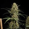 Royal Queen Seeds Hulkberry Automatic, feminized autoflowering (Balení 10 ks)