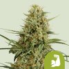 Royal Queen Seeds Hulkberry Automatic, feminized autoflowering (Balení 10 ks)
