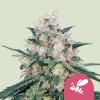 Royal Queen Seeds Honey Cream Fast, feminized fast (Balení 10 ks)