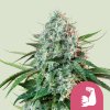 Royal Queen Seeds Hulkberry, feminized (Balení 10 ks)