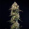 Royal Queen Seeds Haze Berry Automatic, feminized autoflowering (Balení 10 ks)
