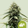 Royal Queen Seeds Haze Berry Automatic, feminized autoflowering (Balení 10 ks)