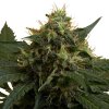 Royal Queen Seeds Ice, feminized (Balení 10 ks)