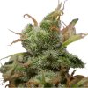 Royal Queen Seeds Ice, feminized (Balení 10 ks)