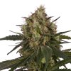 Royal Queen Seeds Ice, feminized (Balení 10 ks)