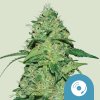 Royal Queen Seeds Joanne´s CBD, feminized (Balení 10 ks)