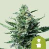 Royal Queen Seeds Royal Jack Automatic feminizovaná autoflowering
