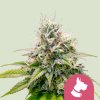 Royal Queen Seeds Kali Dog, feminized (Balení 10 ks)