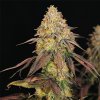 Royal Queen Seeds Legendary Punch, feminized (Balení 10 ks)