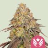 Royal Queen Seeds Legendary Punch, feminized (Balení 10 ks)