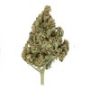 Royal Queen Seeds Lemon Shining Silver Haze, feminized (Balení 10 ks)