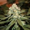Royal Queen Seeds Lemon Shining Silver Haze, feminized (Balení 10 ks)